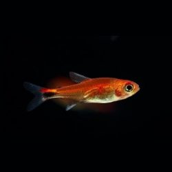 tetra rubí