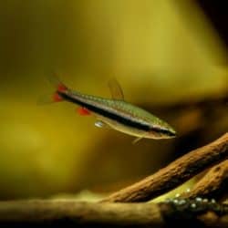 Nannostomus beckfordi