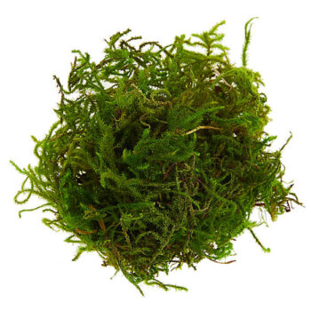 green sphagnum moss