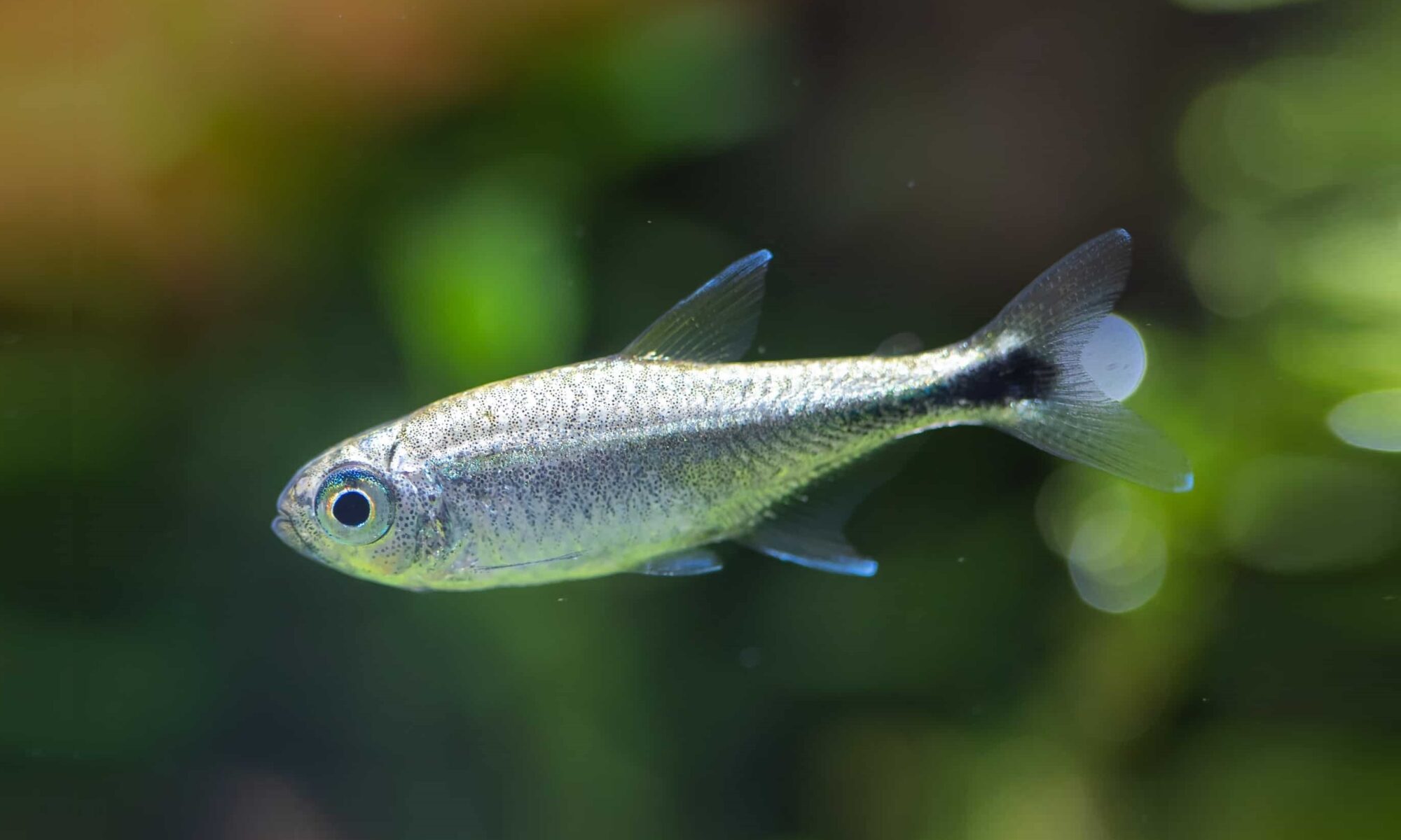 Tetra brillante