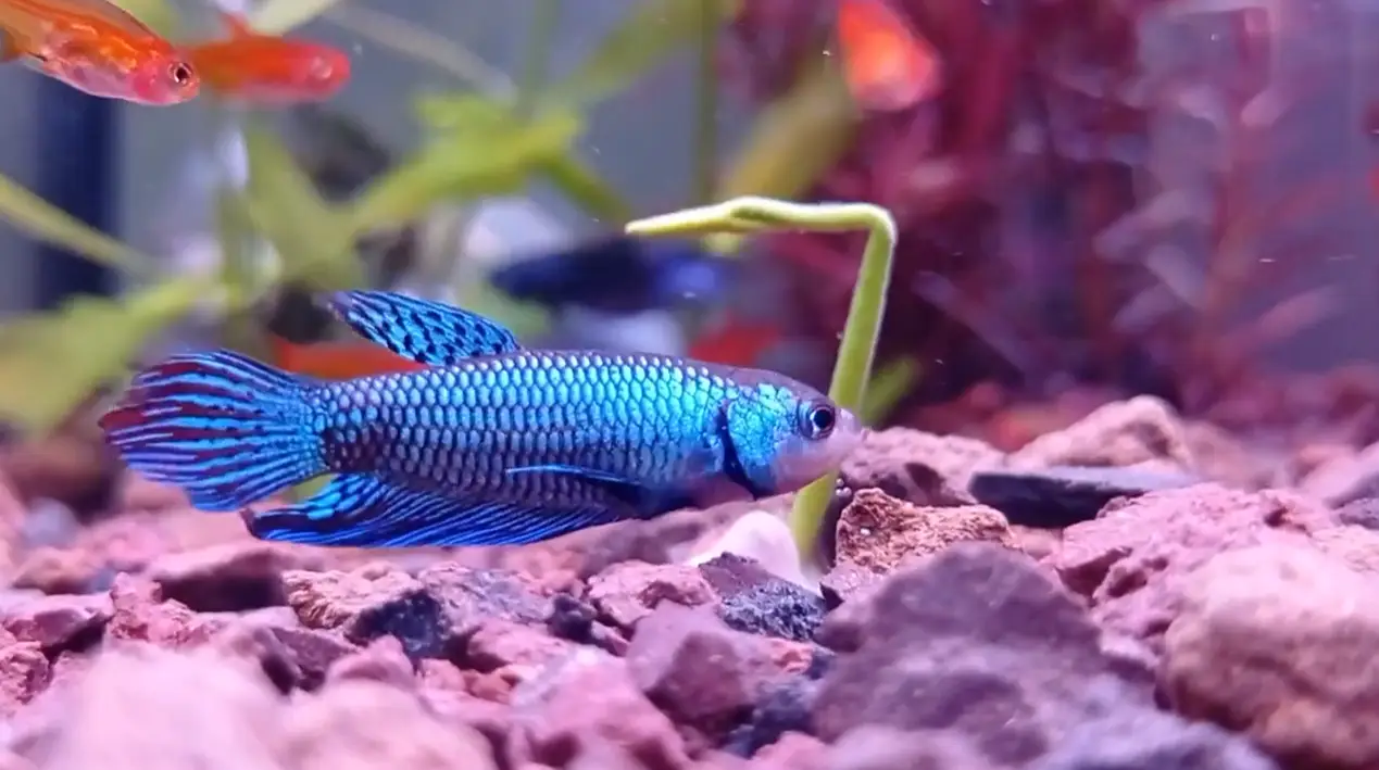 Imagen pez beta acuario amazonas
